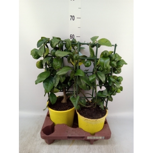 Citrus meyeri 'Meyer'