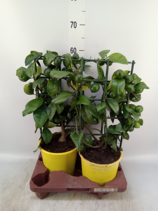 <h4>Citrus meyeri 'Meyer'</h4>