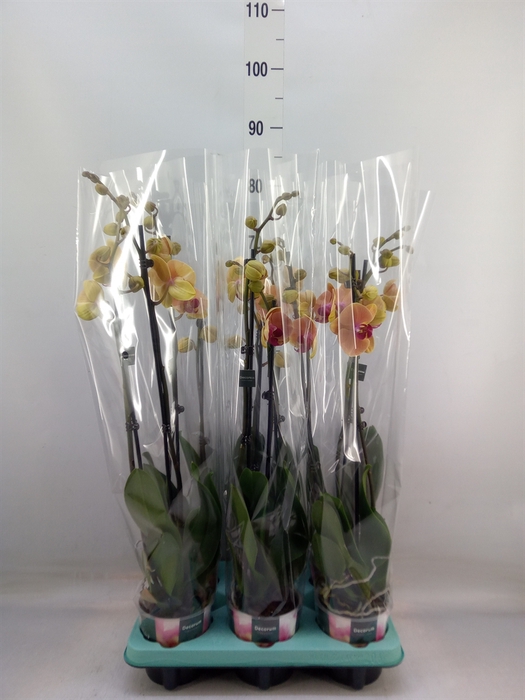 <h4>Phalaenopsis   ...</h4>