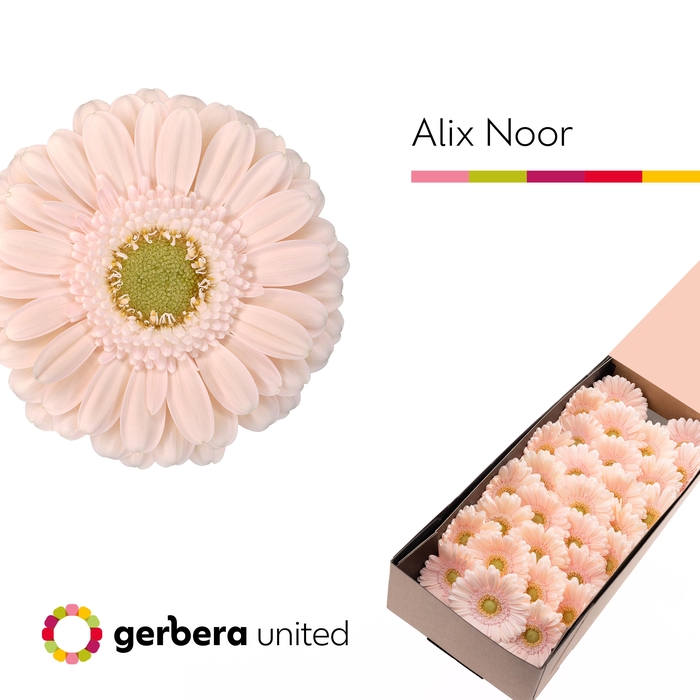 <h4>Germini Alix-Noor Doos</h4>