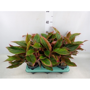 Aglaonema  'Crete'