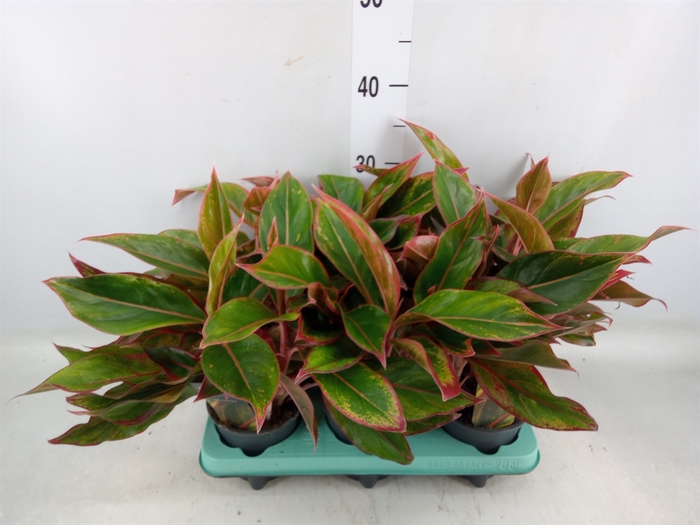 <h4>Aglaonema  'Crete'</h4>