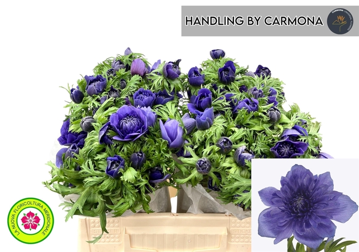 <h4>ANEM CO LEVAN BLU</h4>