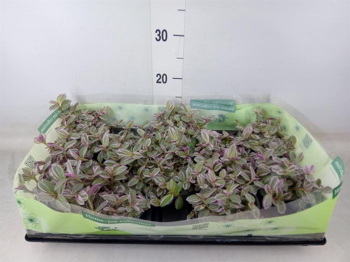 <h4>Tradescantia   ...</h4>