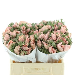 Anemone Powder Apricot