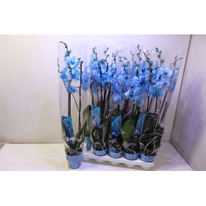 Phal Magic Blue