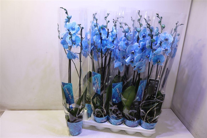 <h4>Phal Magic Blue</h4>
