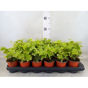 Hedera helix 'Goldchild'