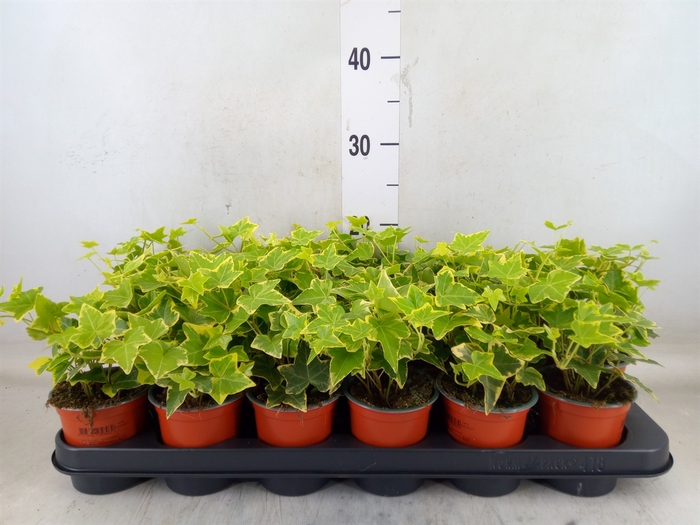 <h4>Hedera helix 'Goldchild'</h4>