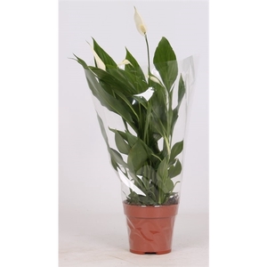 Spathiphyllum alana