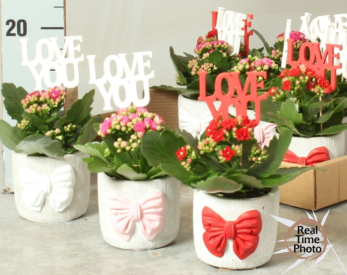 <h4>ARR KAMERPL</h4>