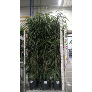 Ficus binn. 'Alii'
