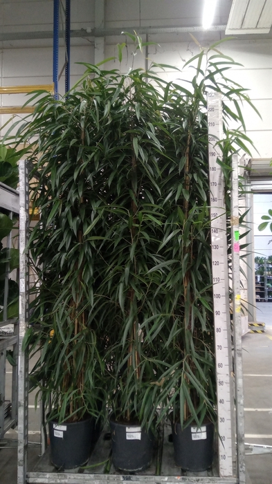 <h4>Ficus binn. 'Alii'</h4>