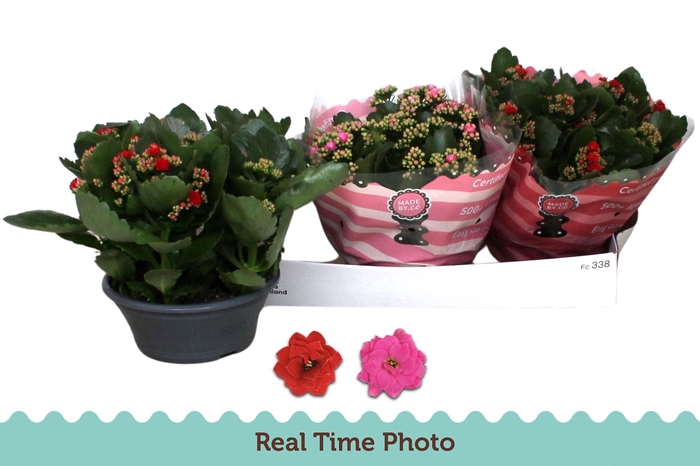 <h4>KAL GE GEM 2 KL</h4>