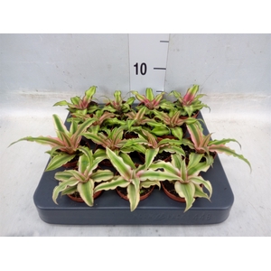 Cryptanthus   ...mix