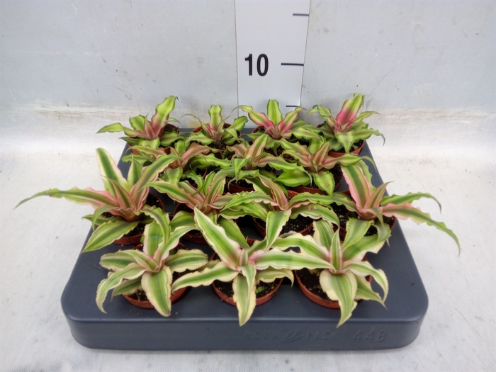 <h4>Cryptanthus   ...mix</h4>