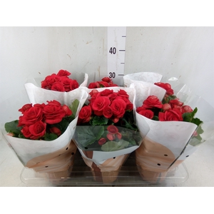 Begonia elat. DU 'Baladin'