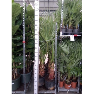 Washingtonia filifera