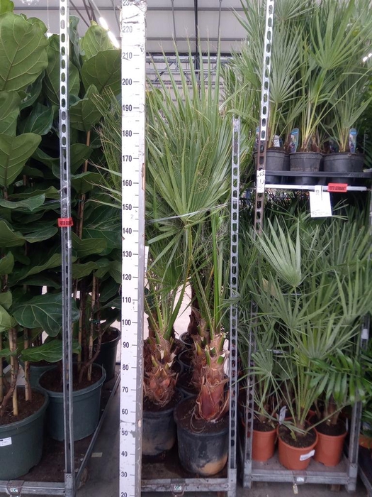 <h4>Washingtonia filifera</h4>