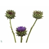 Cynara Groene V Laon