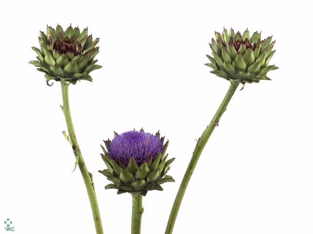 Cynara Groene V Laon
