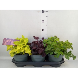 Heuchera  'Indian Summer'   ...mix