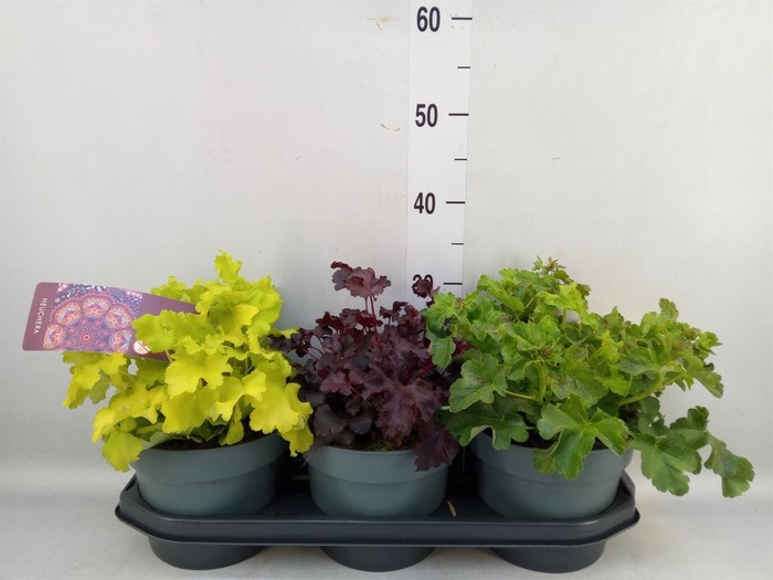 <h4>Heuchera  'Indian Summer'   ...mix</h4>