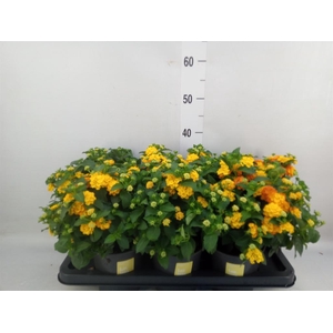 Lantana camara 'Simon Orange'