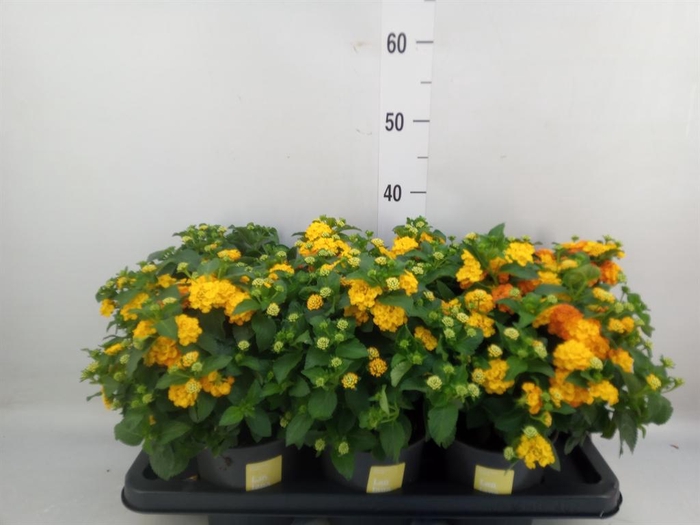<h4>Lantana camara 'Simon Orange'</h4>