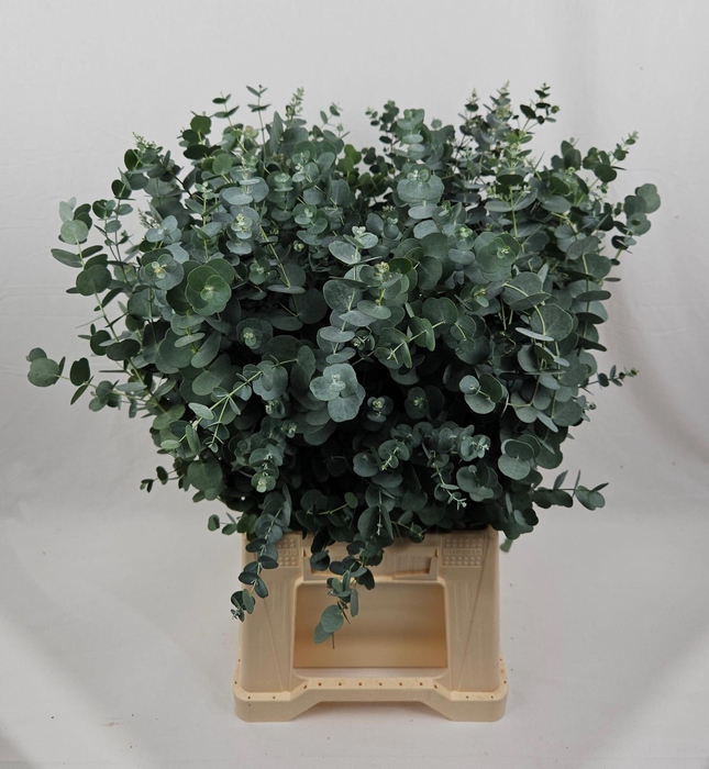 <h4>EUCA GU AZURA</h4>