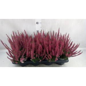 Calluna vulg. 'Beauty L Selly'