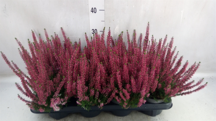 Calluna vulg. 'Beauty L Selly'