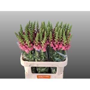Antir Avignon Rose