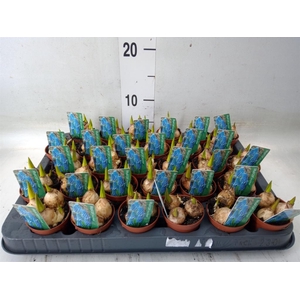 Muscari  'Magic Blue'