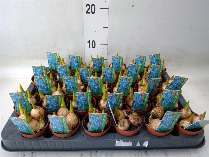 <h4>Muscari  'Magic Blue'</h4>