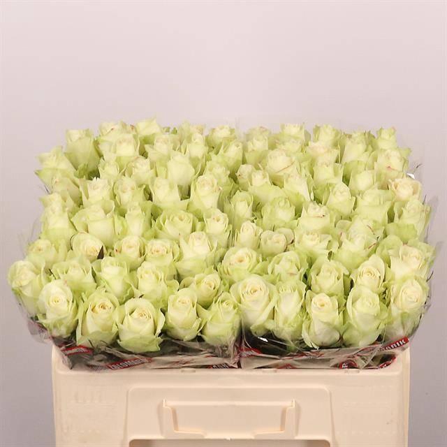 <h4>R Gr Athena</h4>