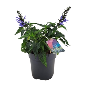 Salvia salgoon Lake Como p17 (NL)