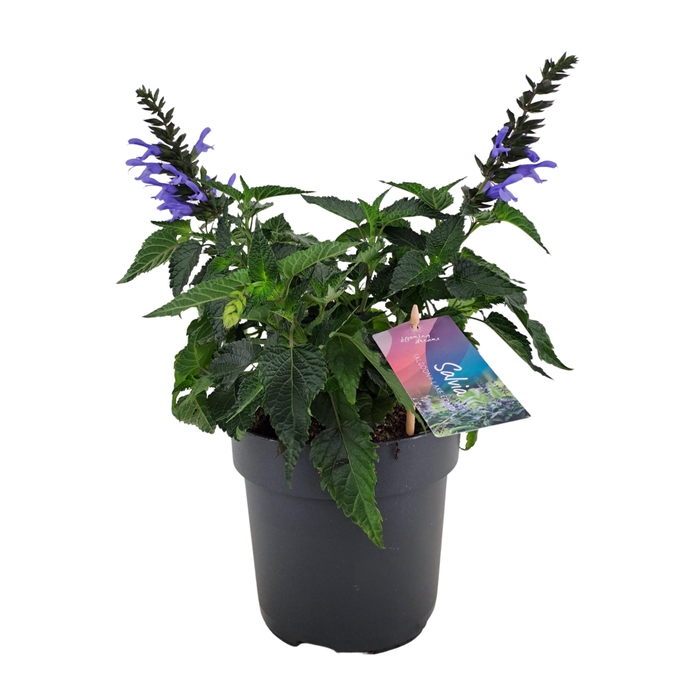 <h4>Salvia salgoon Lake Como p17 (NL)</h4>