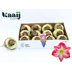 BLOEMBOL HIPPEASTRUM