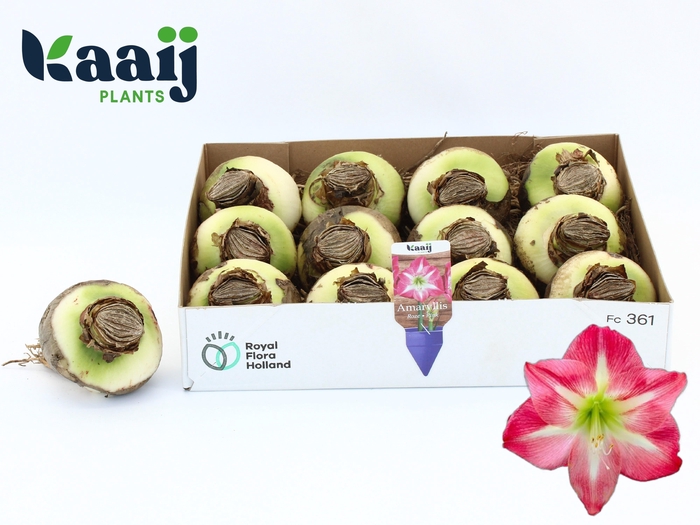 <h4>BLOEMBOL HIPPEASTRUM</h4>