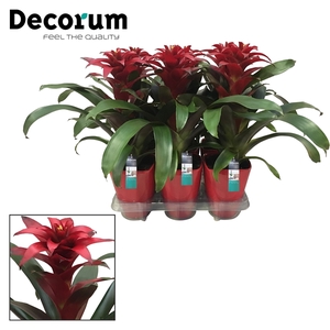 Guzmania Salinas Luxe Keramiek (Decorum)