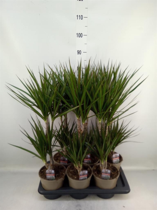 <h4>Dracaena marg.</h4>