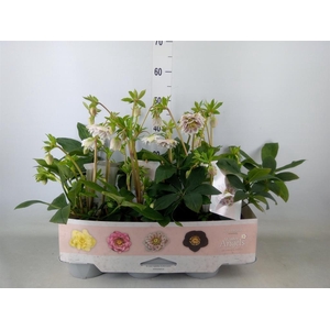 Helleborus ori. 'Verboom Cinderel'