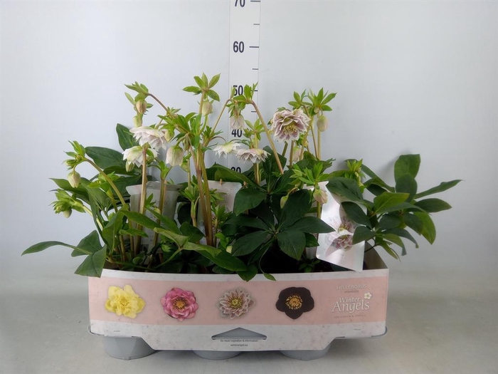 <h4>Helleborus ori. 'Verboom Cinderel'</h4>