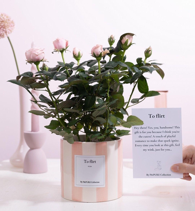 <h4>Rosa light pink Gift "To flirt" WITH GREETING CARD!!!</h4>