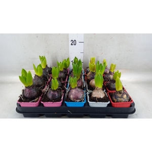 Hyacinthus orie.   ...mix 4