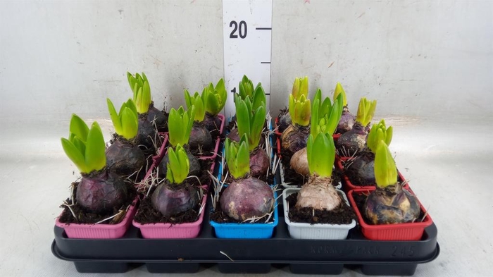 <h4>Hyacinthus orie. ...mix 4</h4>