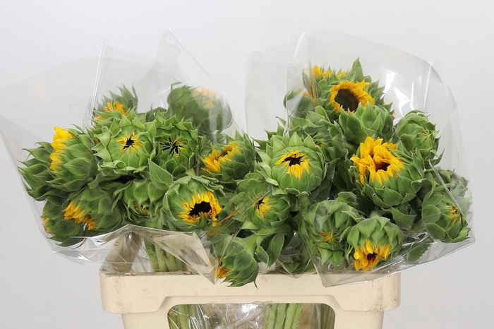 <h4>Helianthus Orange Fire</h4>