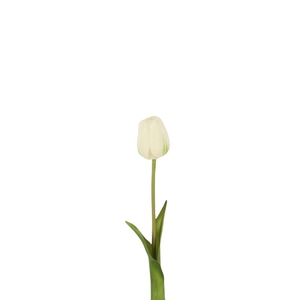 Tulipa 47cm