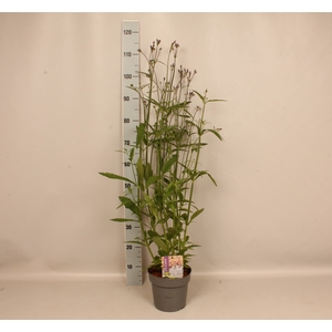 vaste planten 19 cm  Verbena Lavender Spires
